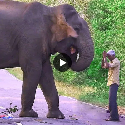 Unveiling a Little-Known Truth: Elephants Possess Astonishing Ability to Communicate with Humans Through Extrasensory Perception, Understanding Our Thoughts