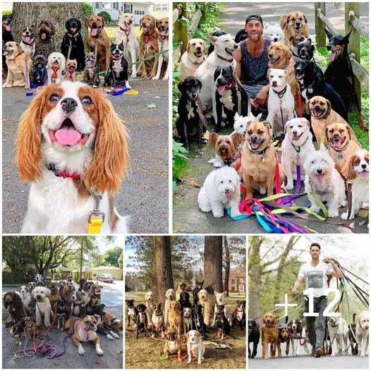 Heartwarming Chronicles: New Yorker Captures Adorable Group Photos of Four-Legged Companions During Regular Dog Walks